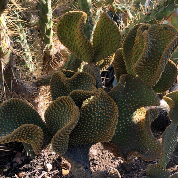 Cactus - Picture 3 of 4